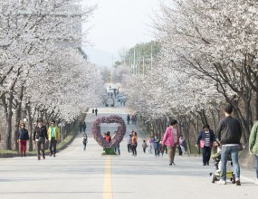 여주흥천남한강벚꽃축제추진위원회
